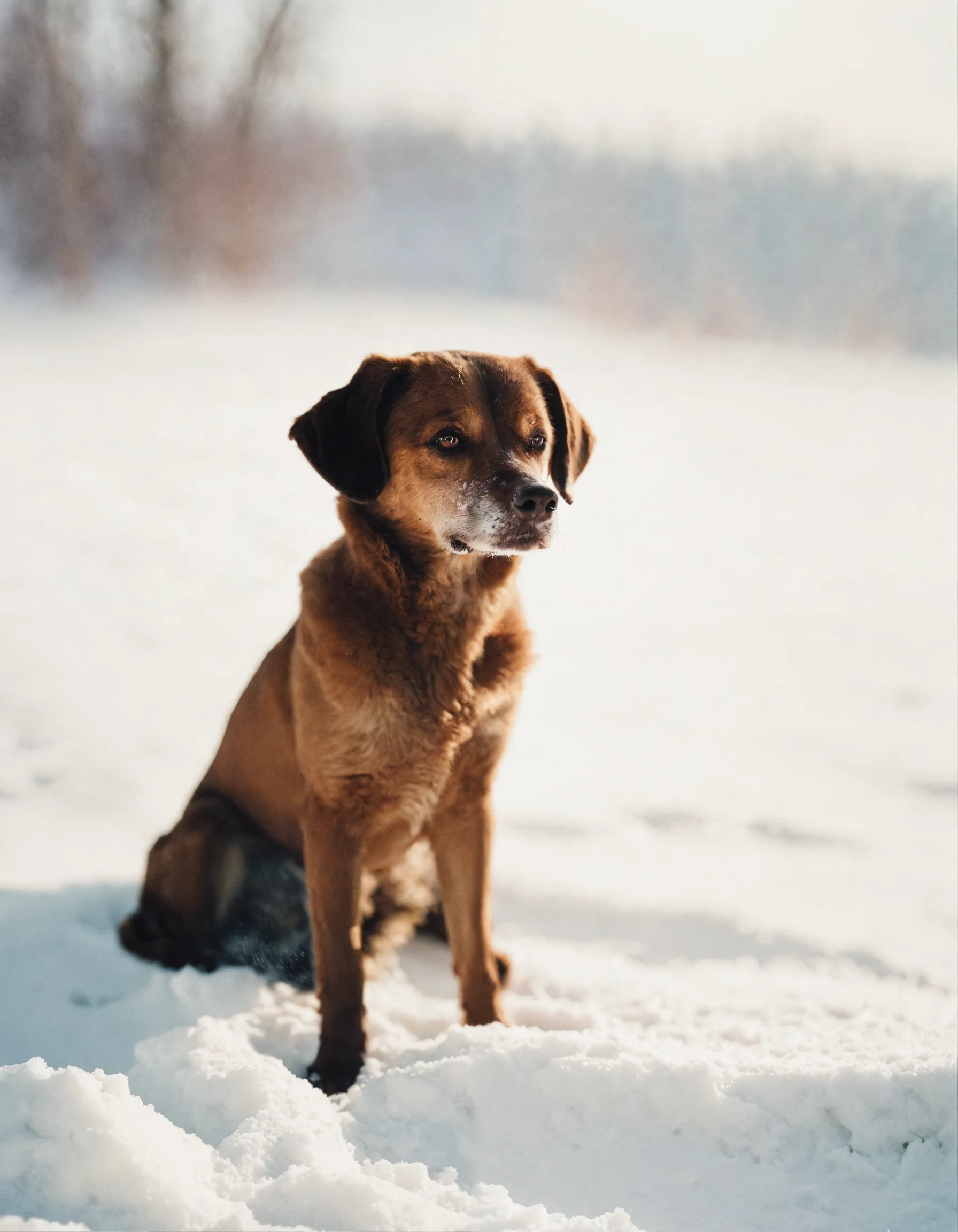 Lexica - Portra 400 photo of a cute brown dog sitting in the white snow ...