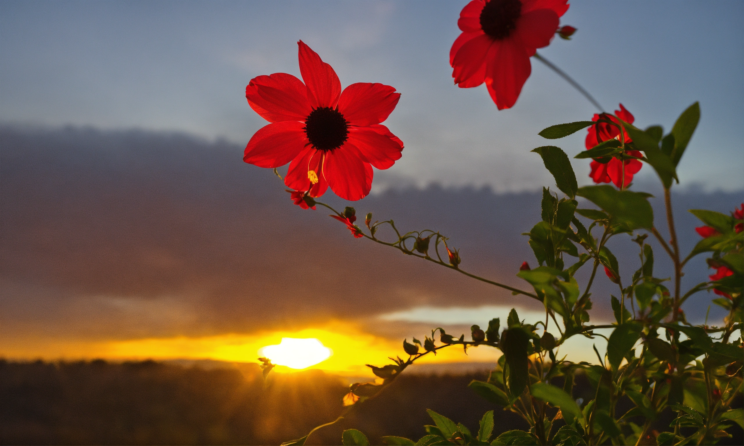 Lexica - Sun rising pics red flowers